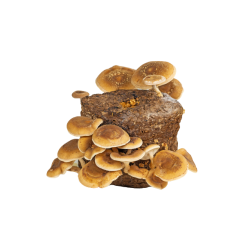 Shitake